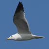 Larus armenicus